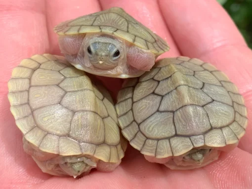  HYBINO RED EAR SLIDER TURTLES FOR SALE