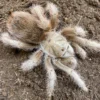 Aphonopelma sp