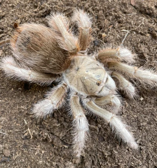 Aphonopelma sp