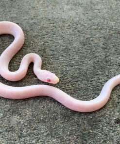 Blizzard Corn Snake