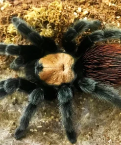 Mexican Golden Red Rump Tarantula