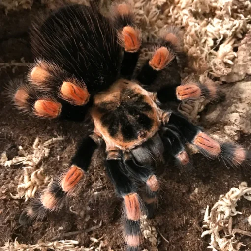 Mexican Redknee Tarantula