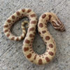 Toffee Phase Western Hognose Snake