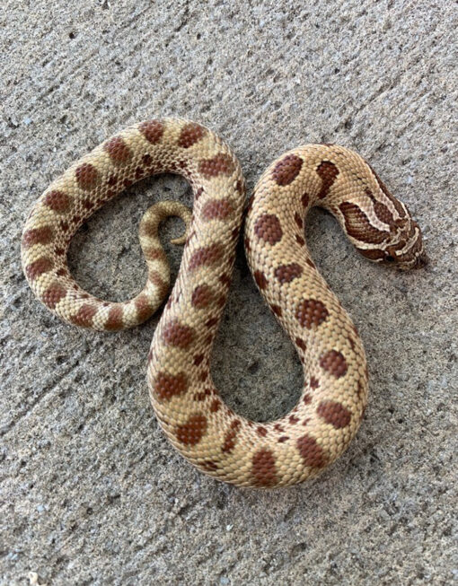 Toffee Phase Western Hognose Snake