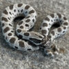 Axanthic Anaconda Western Hognose snake