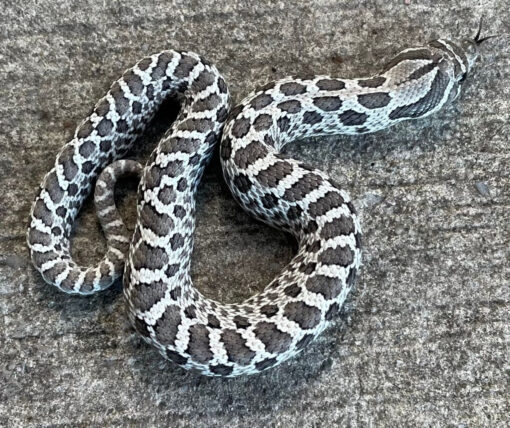 Het Snow Western Hognose Snakes