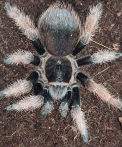 Mexican Pink Tarantula