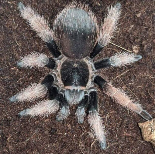 Mexican Pink Tarantula