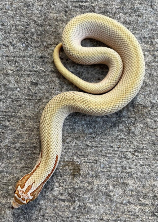 Candy Western Hognose Snake