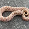 Caramel Western Hognose Snake