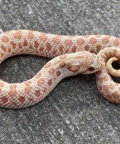 Caramel Western Hognose Snake