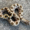 Western Hognose Snake