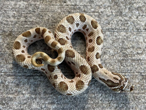 Western Hognose Snake