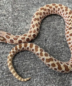 Lavender Western Hognose Snake