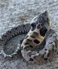 Eastern Hognose Snake