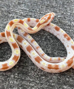 Butter Corn Snake