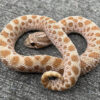 Pistachio Western Hognose Snake