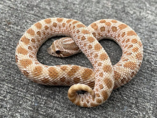 Pistachio Western Hognose Snake