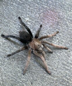 Aphonopelma sp. diamondback