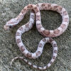 Orchid Corn Snake