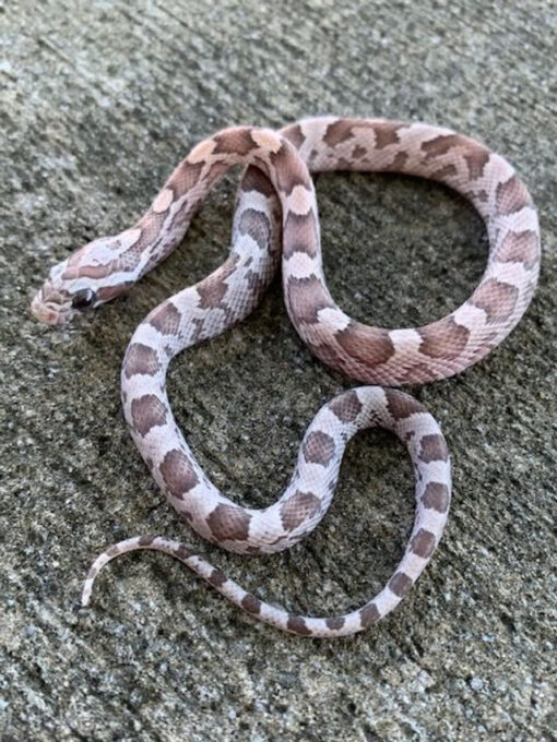 Orchid Corn Snake