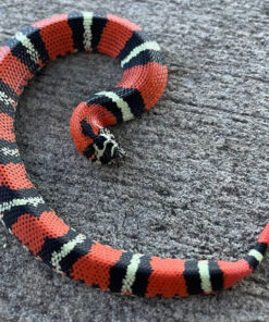 Tricolor Hognose Snake