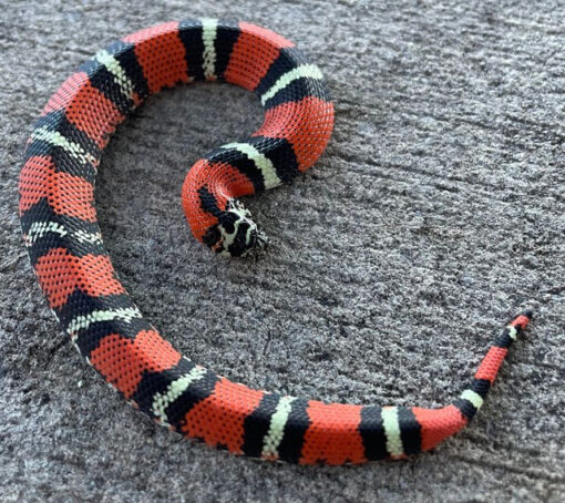 Tricolor Hognose Snake