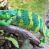 Meller's Chameleon