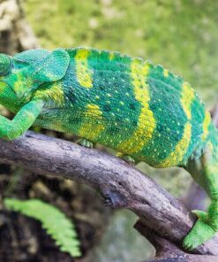 Meller's Chameleon