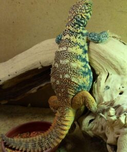 Rainbow Uromastyx for sale