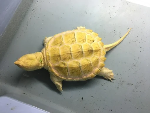 Albino Common Snapper