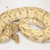 Banana Leopard 100% Het Clown Male M1-2