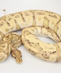 Banana Leopard 100% Het Clown Male M1-2