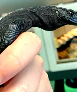 Black Dragon water monitor