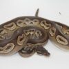 Black Head Mojave Het Red Axanthic Male M1-3