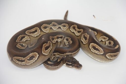 Black Head Mojave Het Red Axanthic Male M1-3