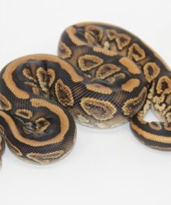 Black Pastel Gravel or Yellowbelly 100% Het Clown Female F21538