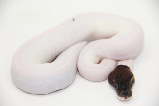 Black Pastel Leopard Pied Male M22513