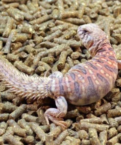 Ornate Uromastyx