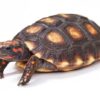 Brazilian Cherry Head Red Foot Tortoise