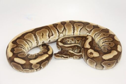 Crimson Mocha Hidden Gene Woma Granite Male M19158