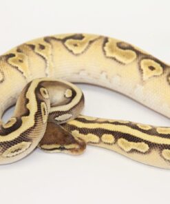 Crimson Hidden Gene Woma Granite Yellowbelly Male M22077