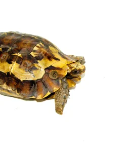 Forest Hingeback Tortoise