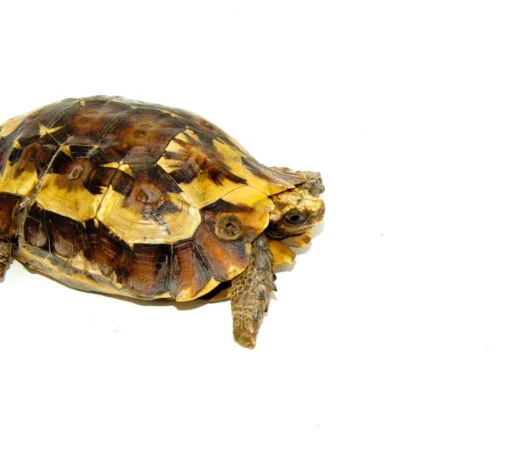 Forest Hingeback Tortoise