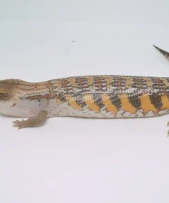 RED X SWEDISH LINE NORTHERN BLUE TONGUE SKINK (TRICOLOR LINE)