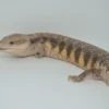 DARK X RED LINE NORTHERN BLUE TONGUE SKINK