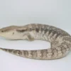 PITCH BLACK LINE NORTHERN BLUE TONGUE SKINK