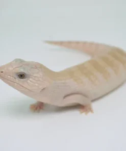 IVORY BLUE TONGUE SKINK