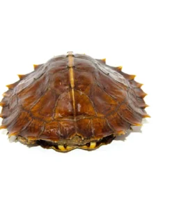 Spiny Hill Turtle