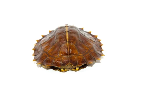 Spiny Hill Turtle